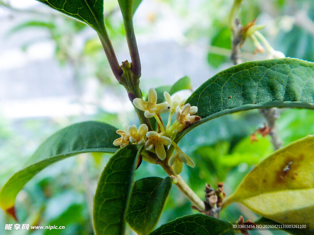 绿叶间的小花与果实