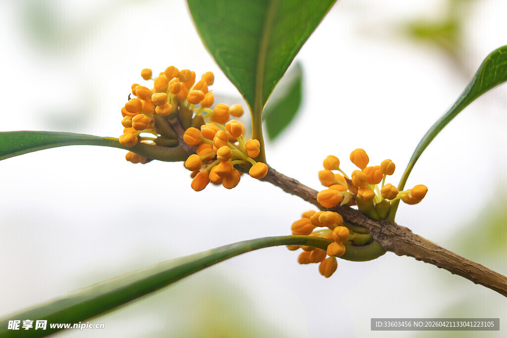 枝头橙黄桂花绽放