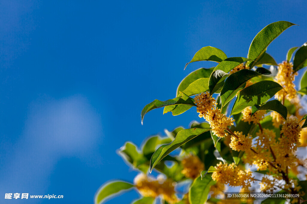 蓝天映衬下的繁茂绿植