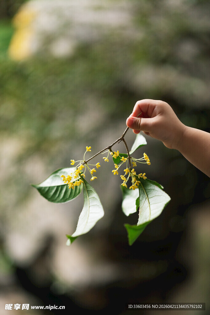 手擎绿叶黄花植物