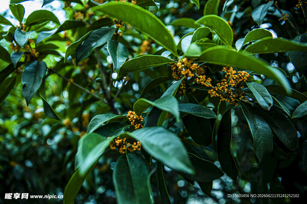 枝头绽放的金黄桂花