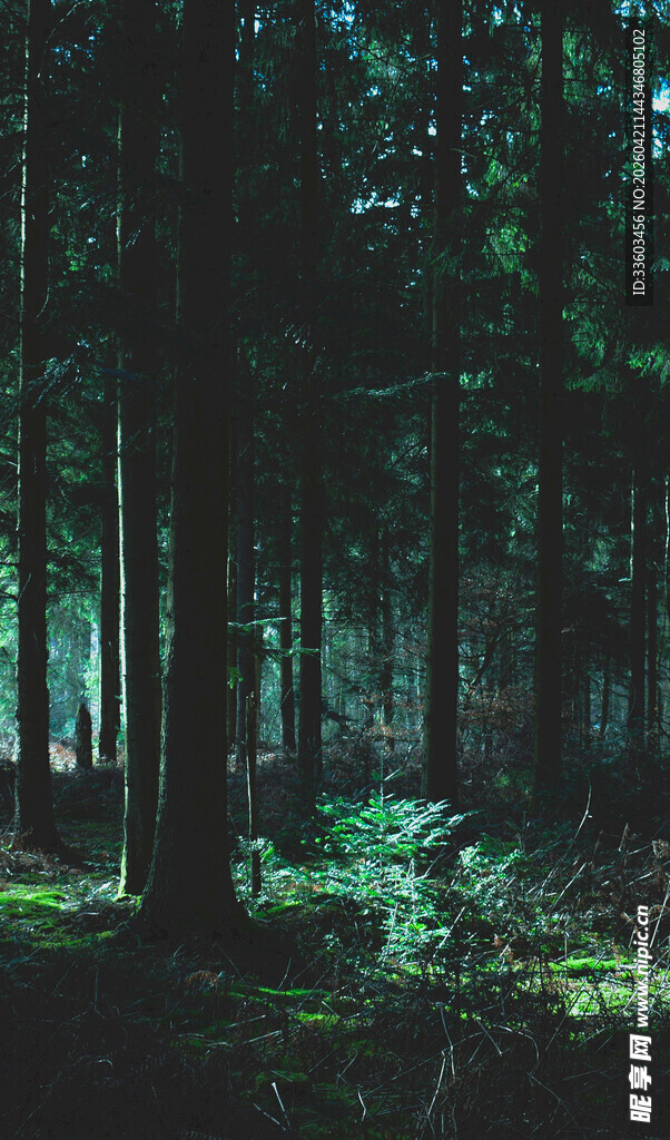 神秘幽深的森林景象