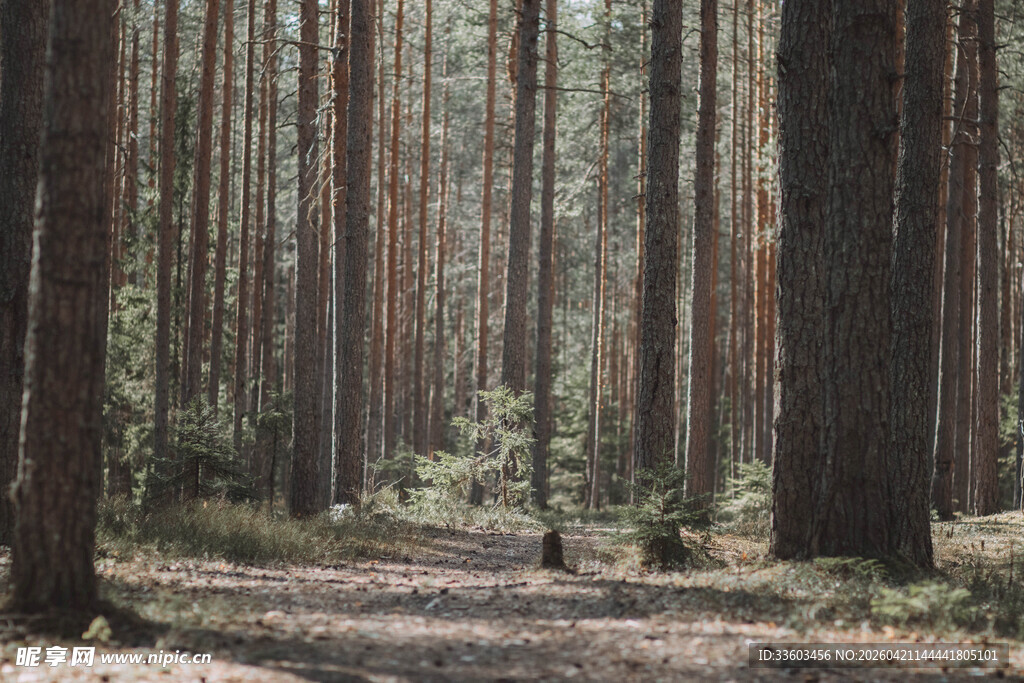 静谧的松林小道