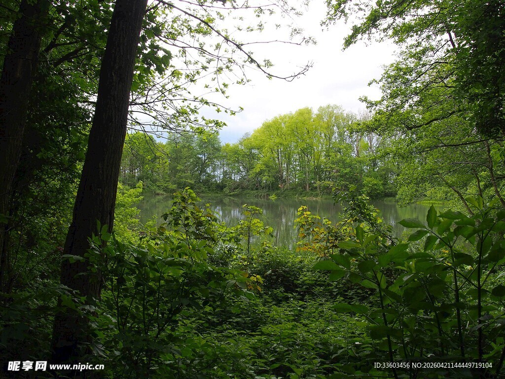 茂密森林绿意盎然景象