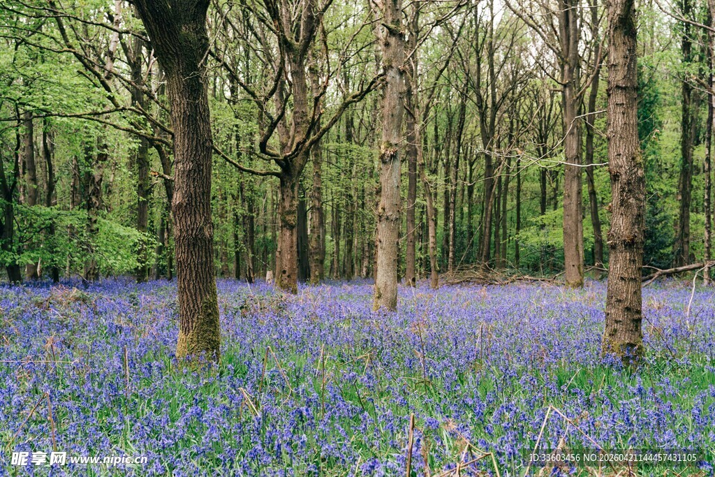 蓝铃花海中的静谧树林