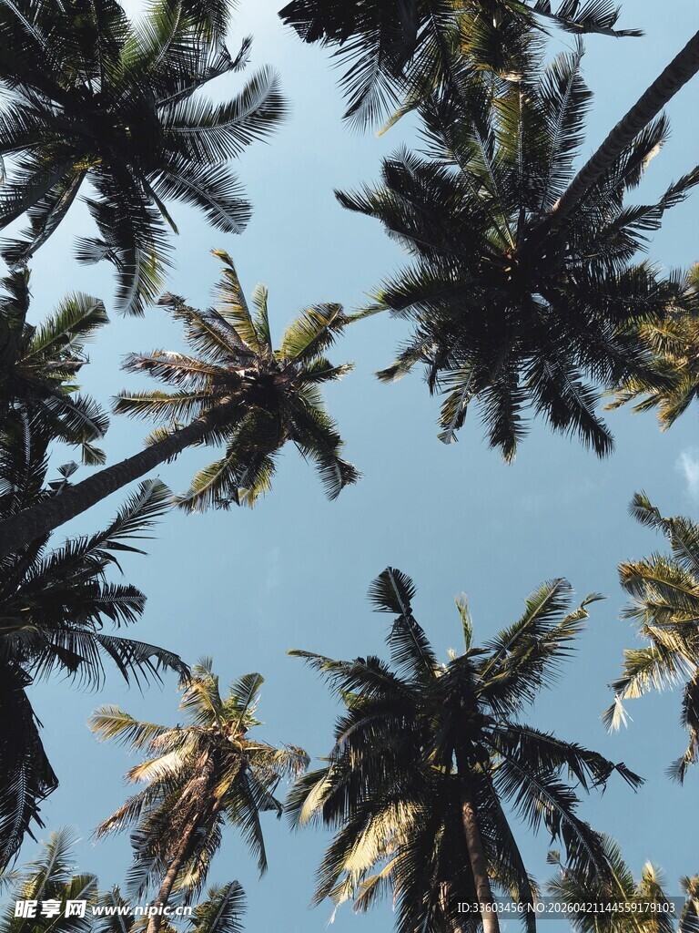 仰望蓝天中的高大椰子树