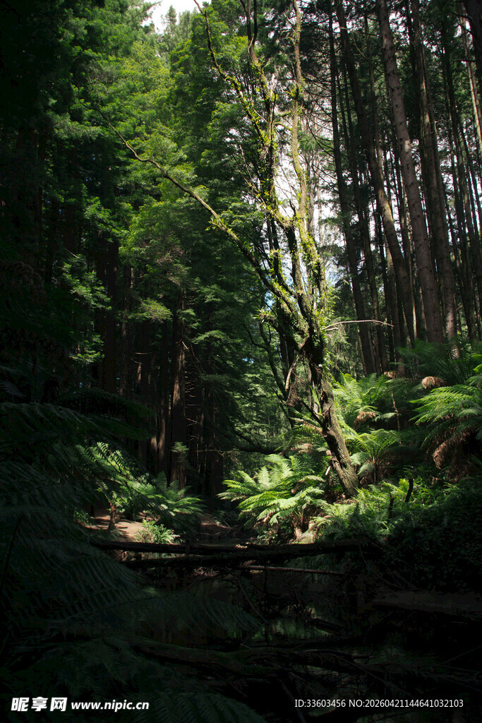 茂密森林中的光影景致