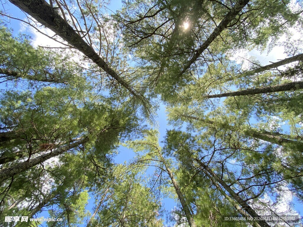 仰视茂密树林的蓝天白云