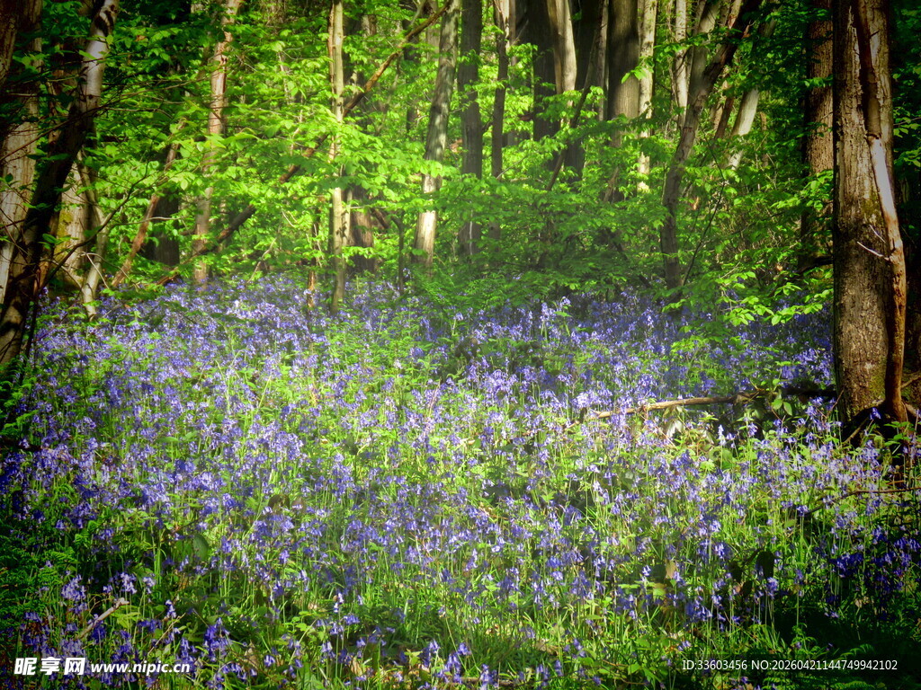 森林中的蓝紫色野花绽放