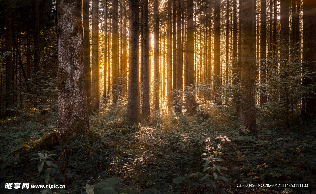阳光洒落的静谧森林