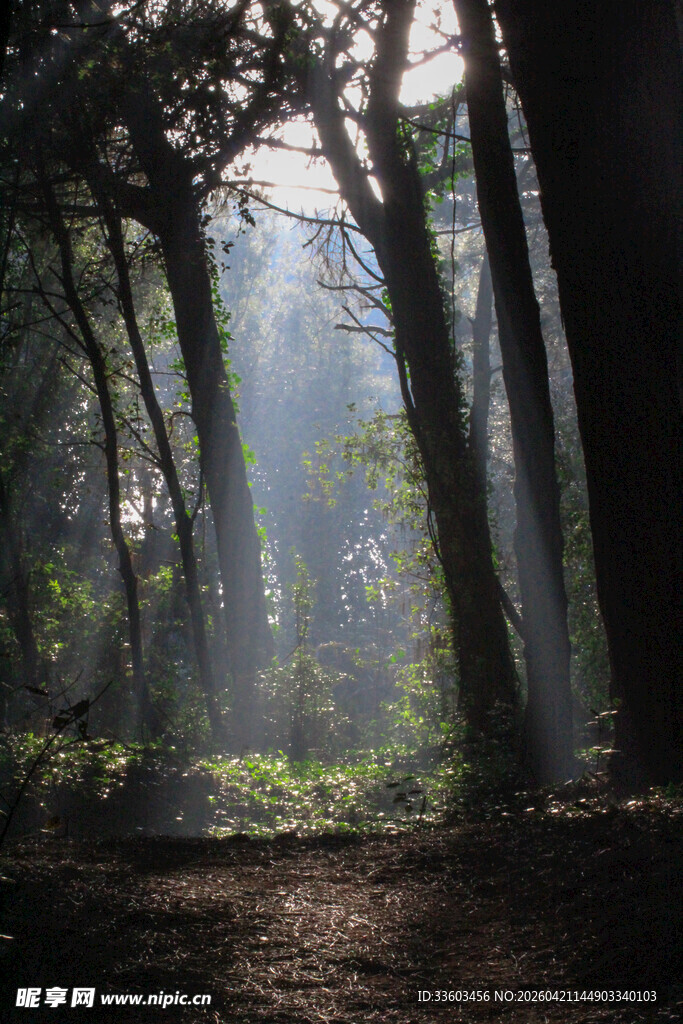 阳光穿透森林的静谧美景