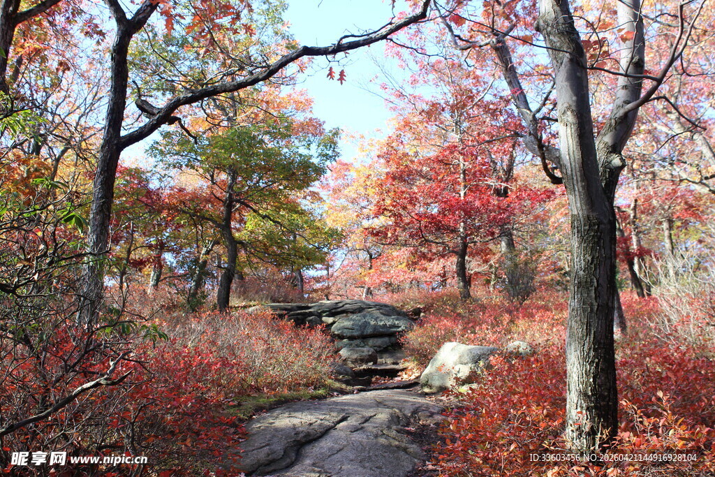 秋日山林中的古朴石景