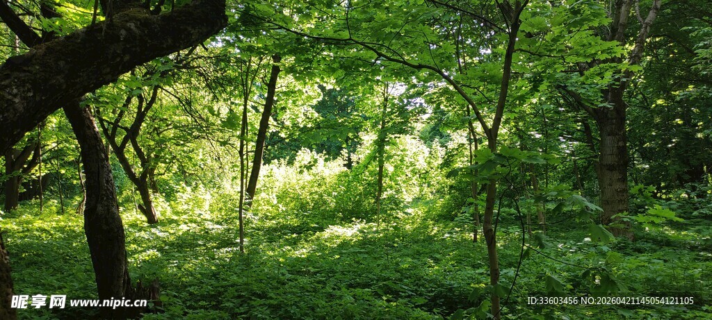 阳光洒落的静谧森林