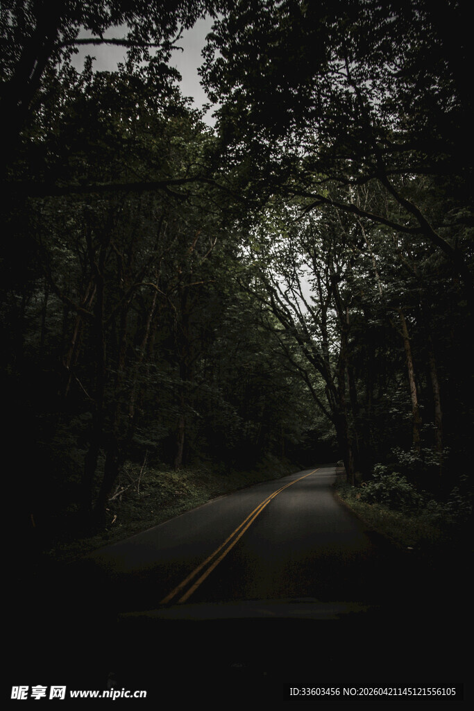 幽暗森林中的静谧道路