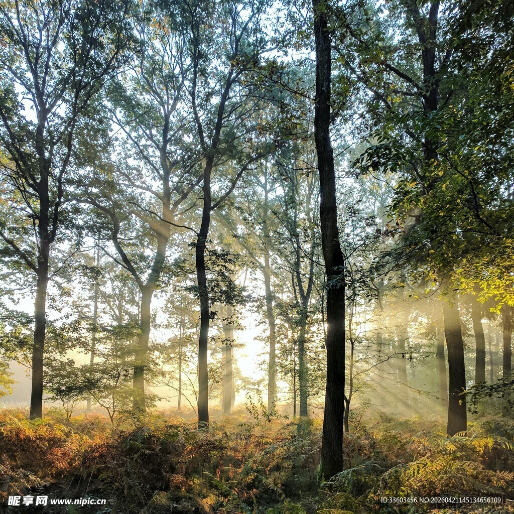 阳光穿透树林的静谧美景