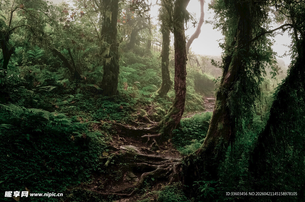 迷雾中的静谧森林小径