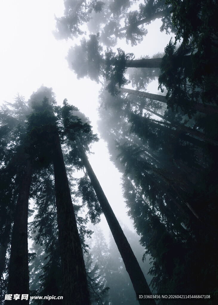 迷雾笼罩的高耸森林