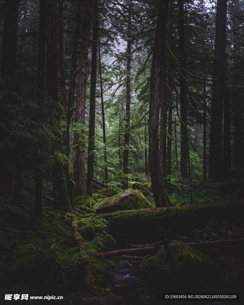 静谧森林中的自然景象