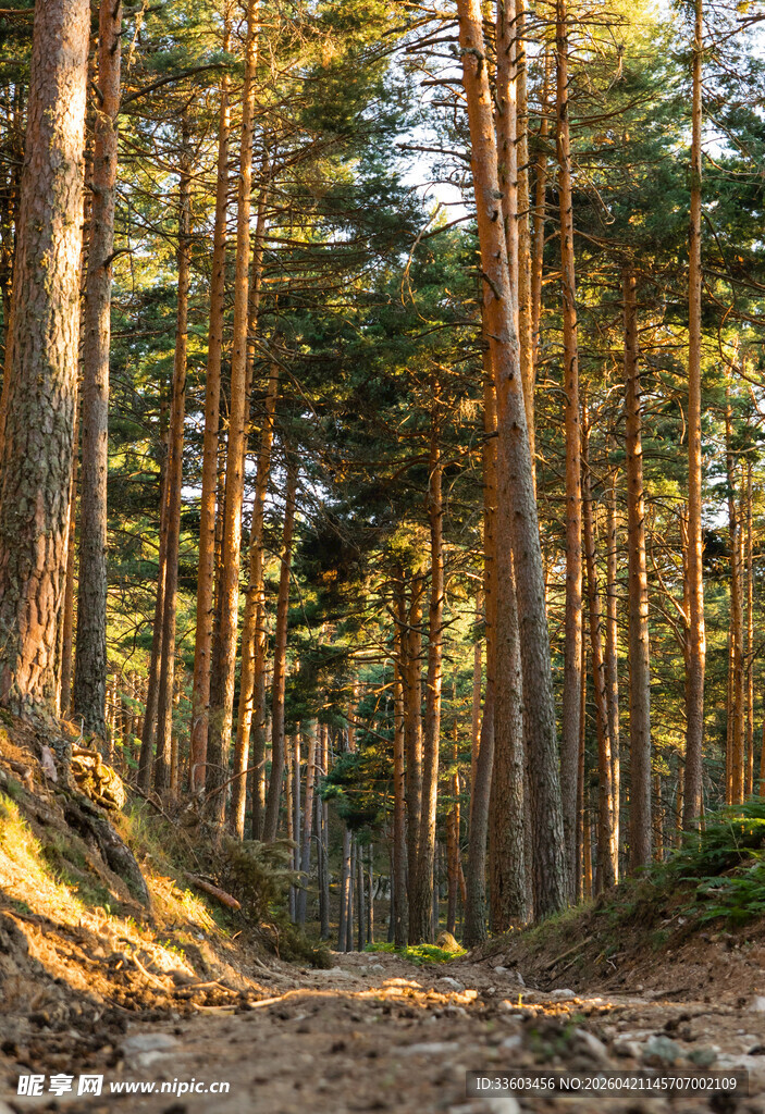 秋日林间小道美景