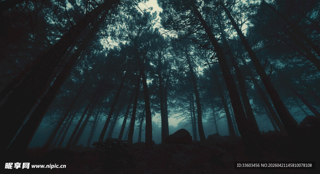 神秘幽森的暗夜森林景象