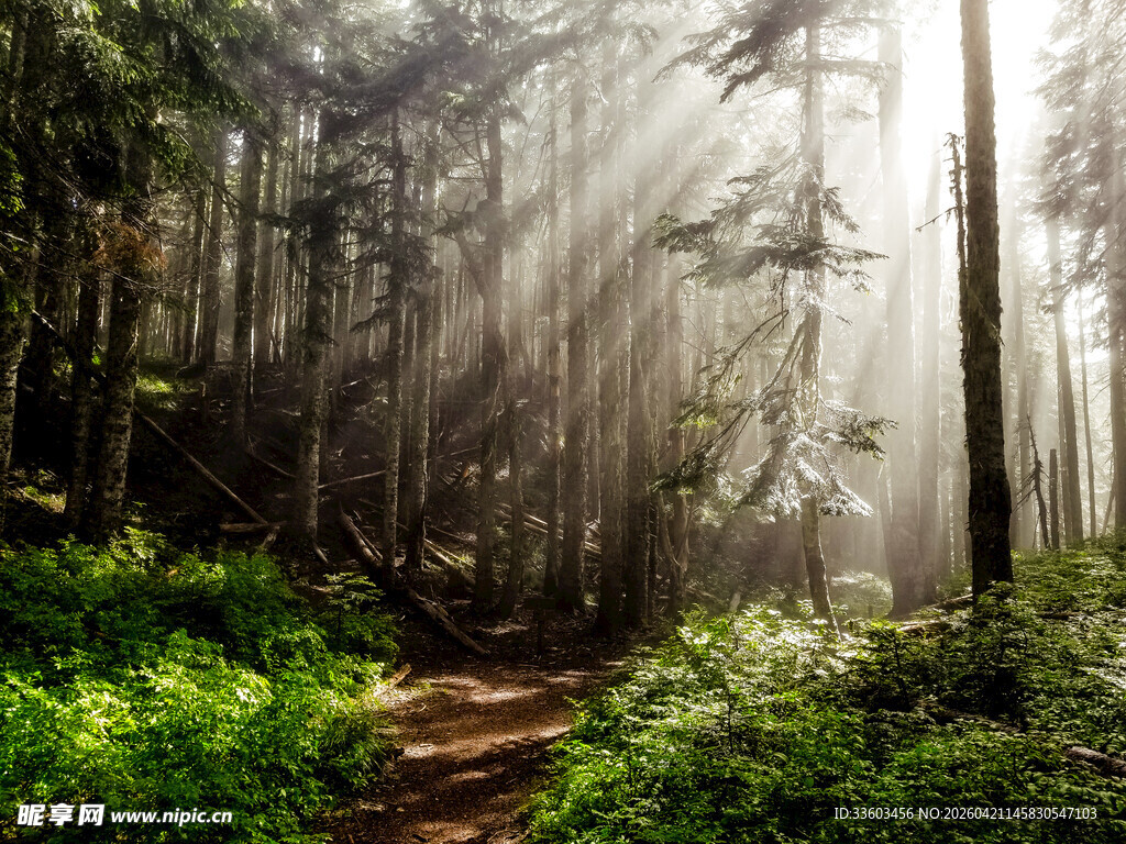 阳光洒落的静谧森林小径