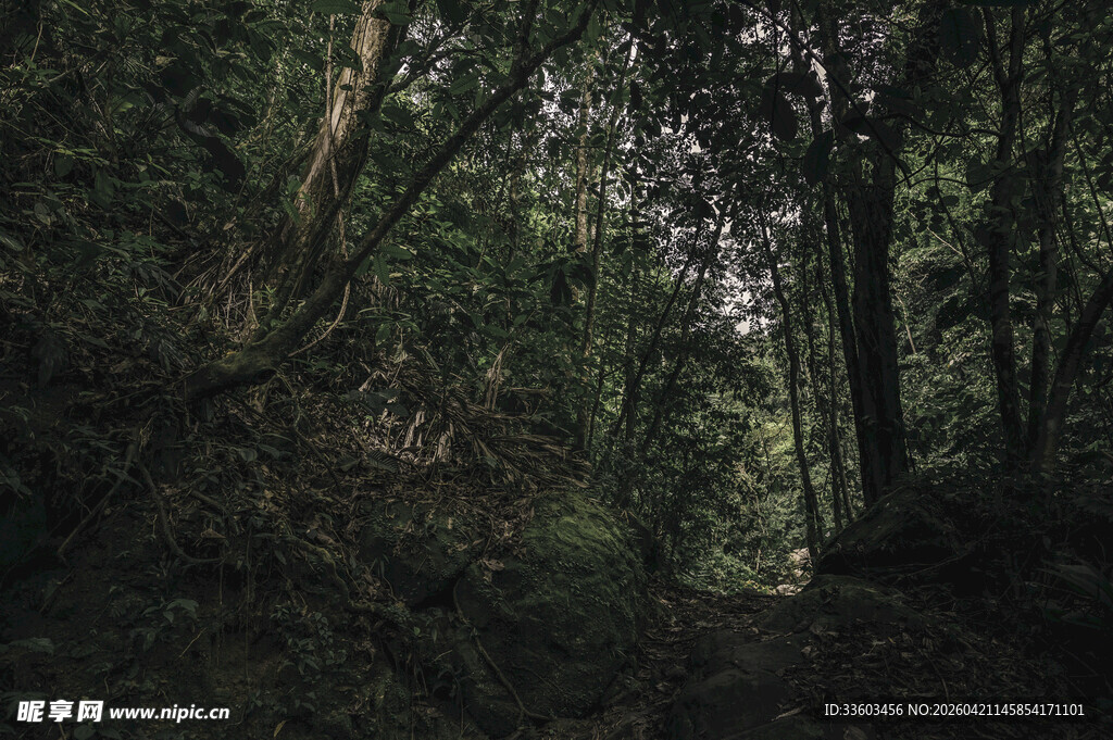 静谧幽深的森林景象