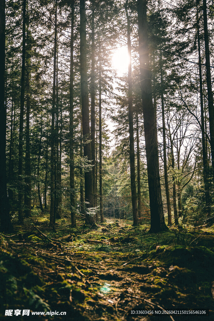 阳光洒落的静谧森林
