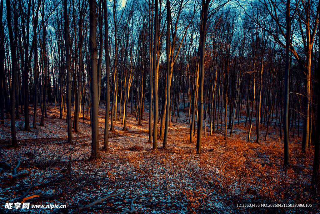 冬日黄昏下的静谧树林