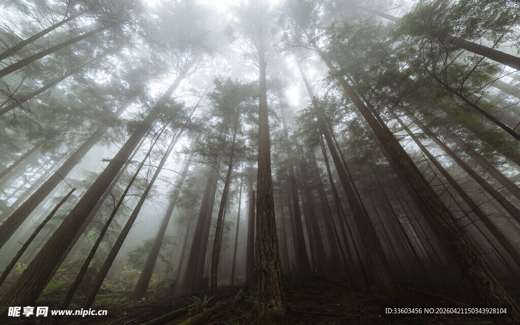 迷雾森林中的高耸树木