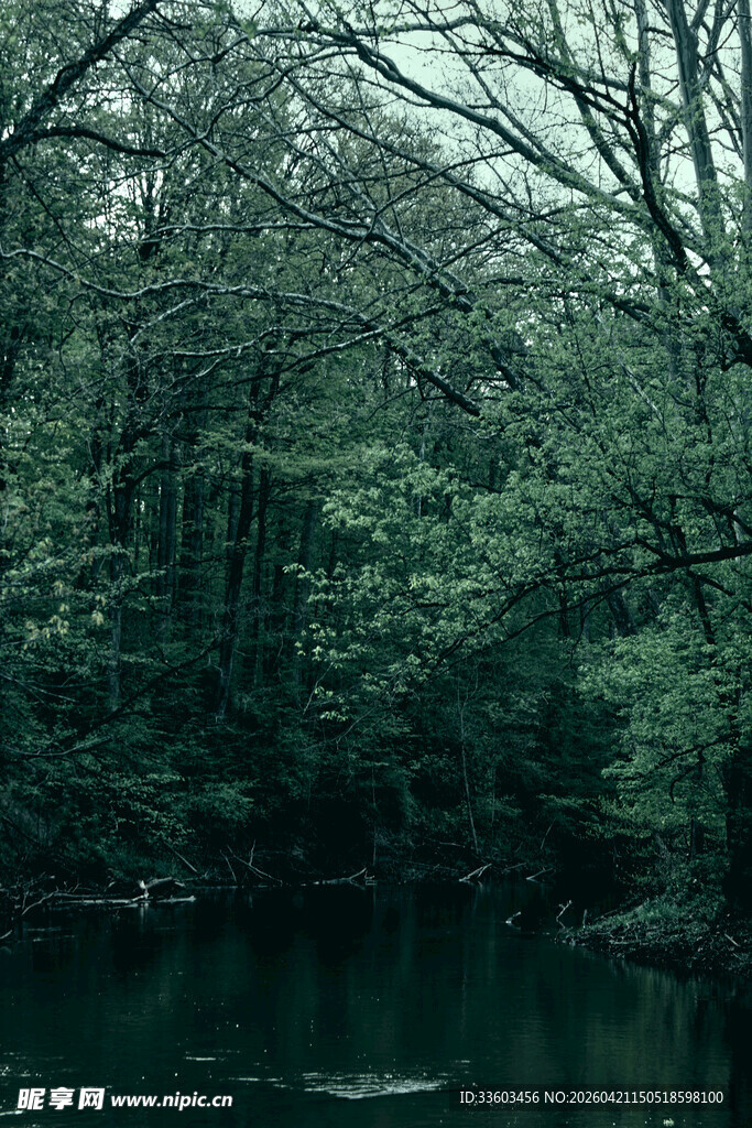 森林中的静谧水域