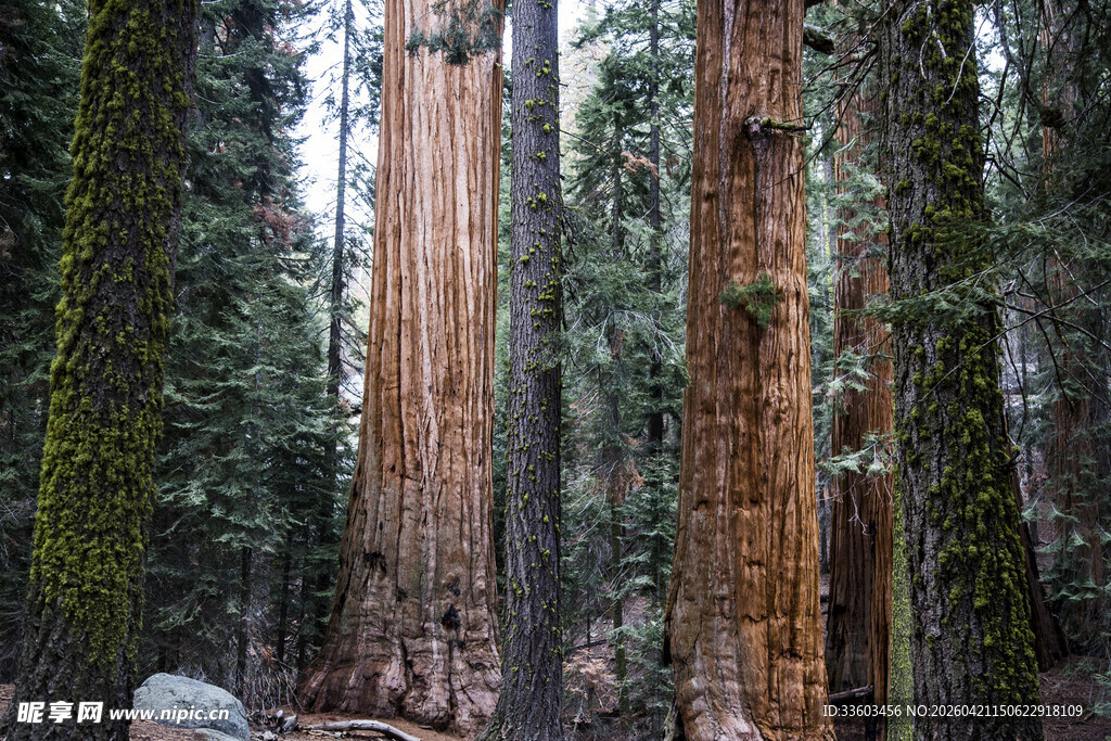 壮观的高大红杉树森林
