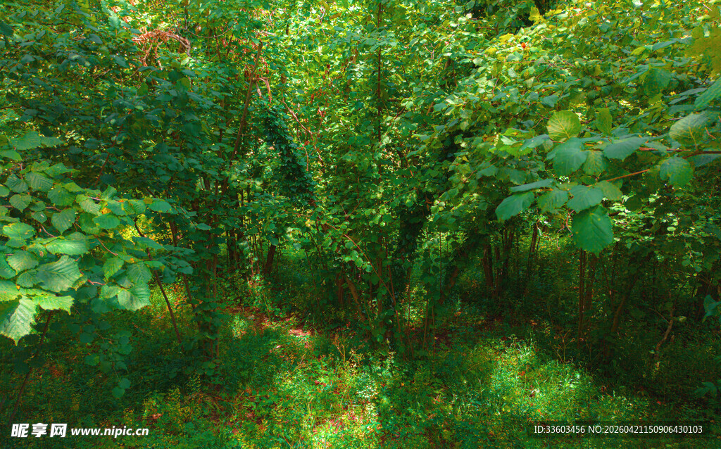 茂密绿意盎然的森林景象
