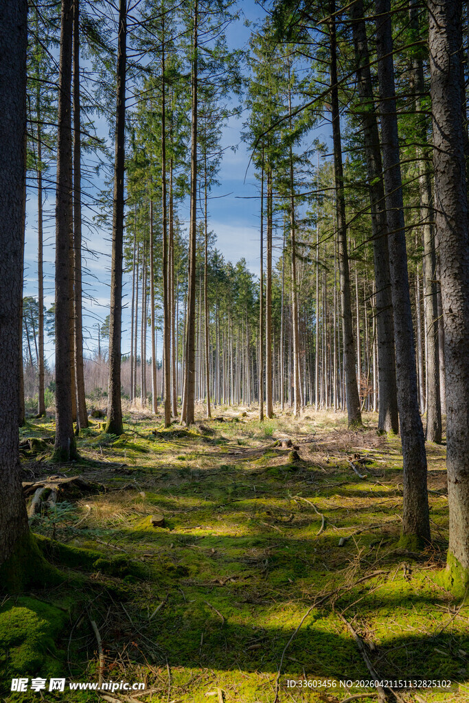 阳光洒落的静谧森林