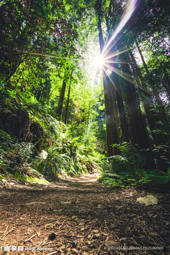 阳光洒落的森林小径