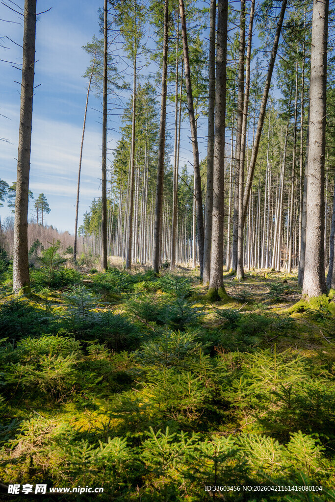 森林中葱郁草木与挺拔树木