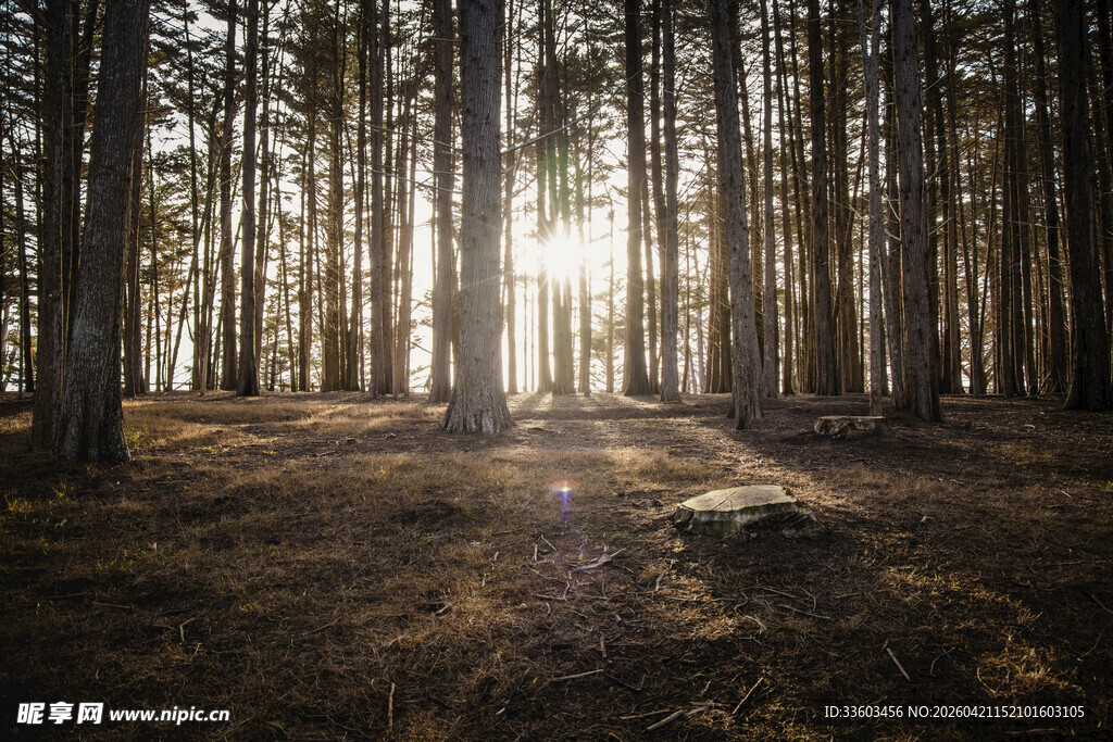 阳光洒落静谧森林深处