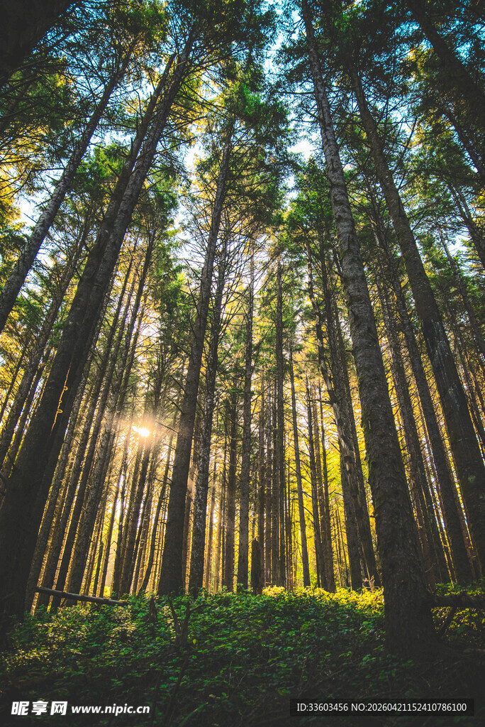 阳光洒落茂密森林景象