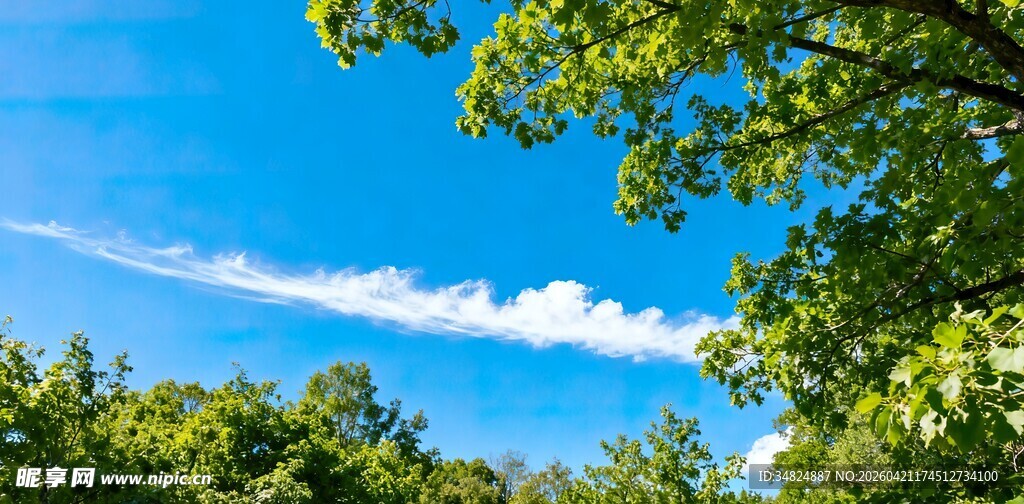 蓝天绿树美景