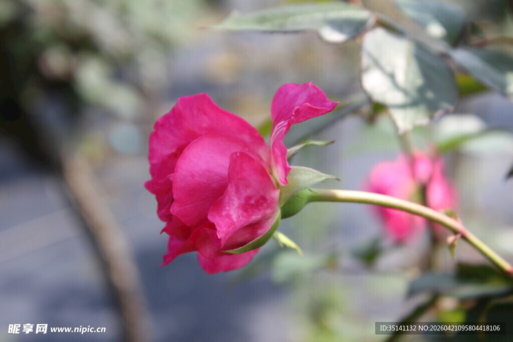 玫红色月季花