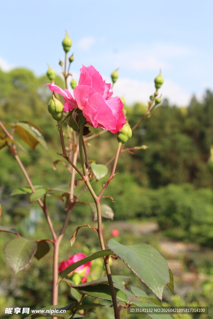 玫红色月季花