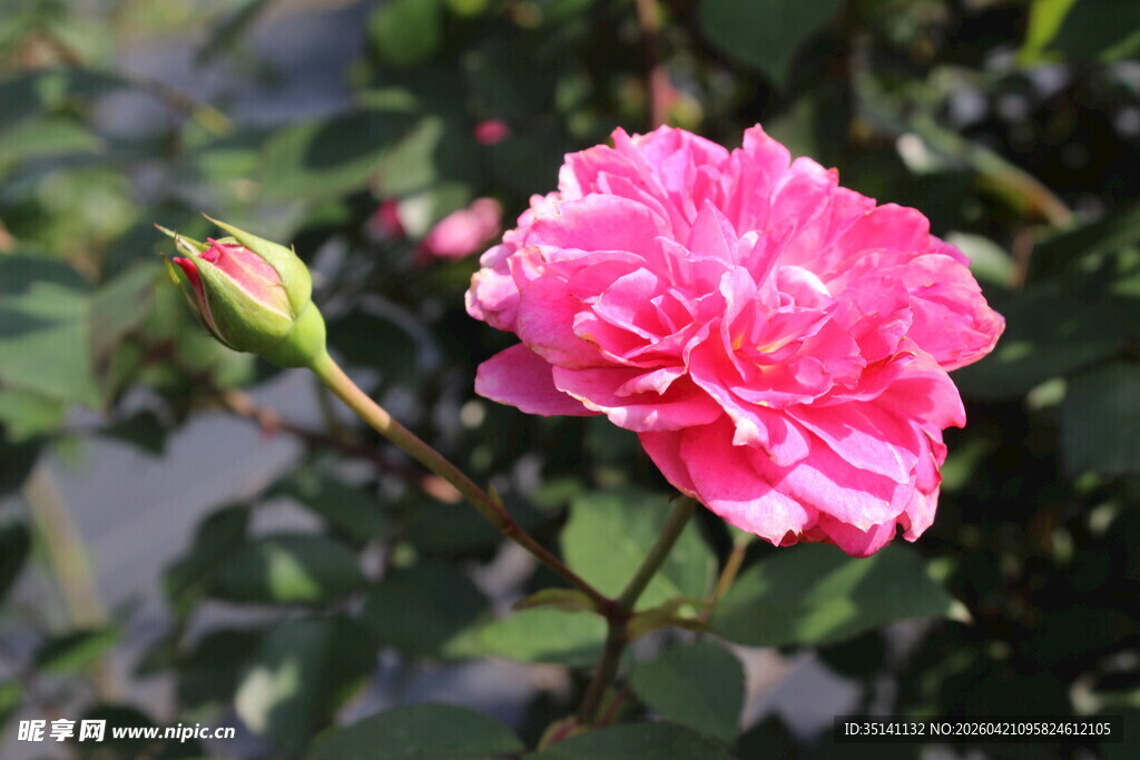 玫红色月季花