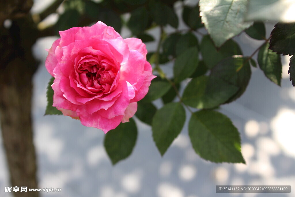 玫红色月季花