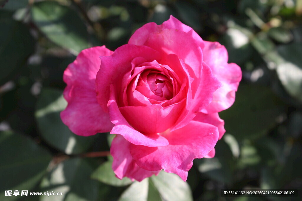 玫红色月季花