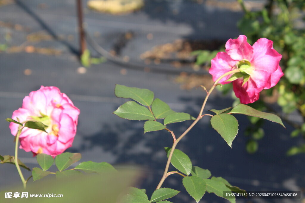 玫红色月季花
