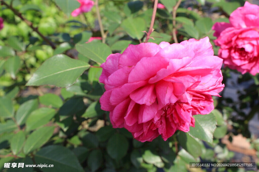 玫红色月季花