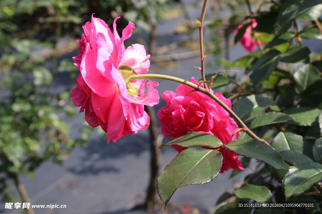 玫红色月季花