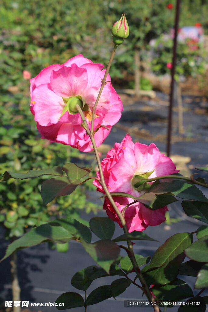 玫红色月季花