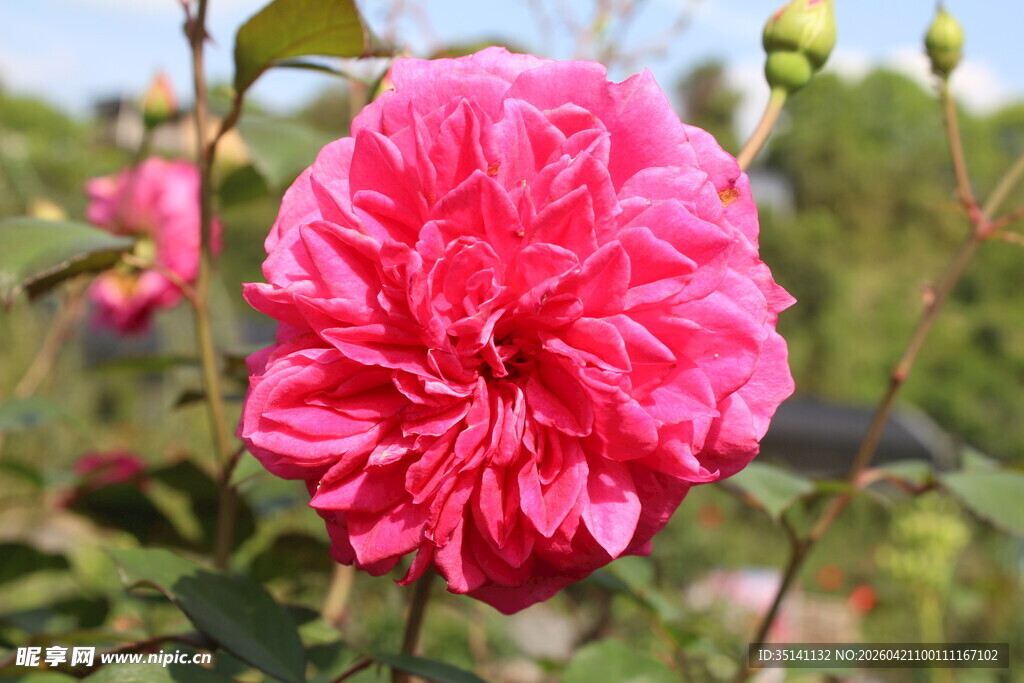 玫红色月季花