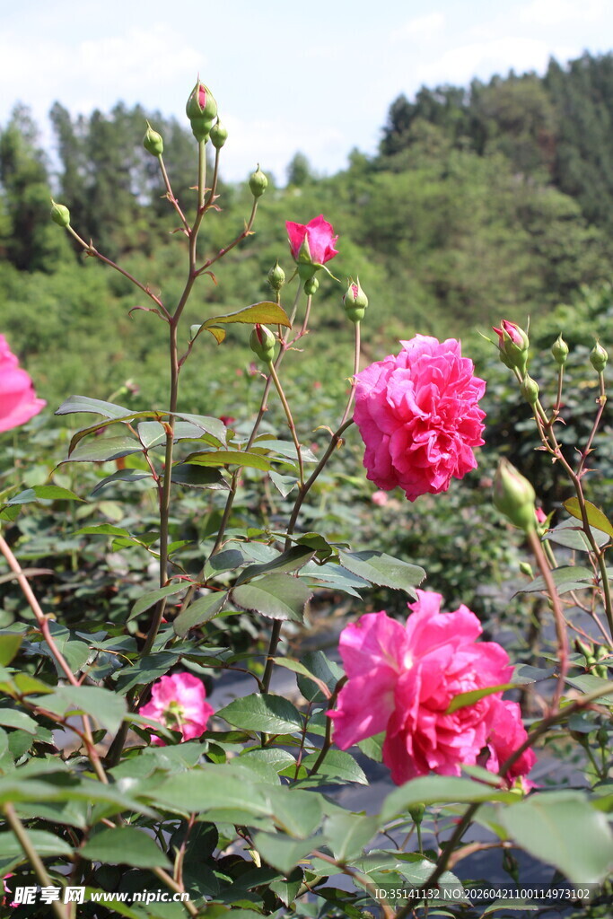 玫红色月季花
