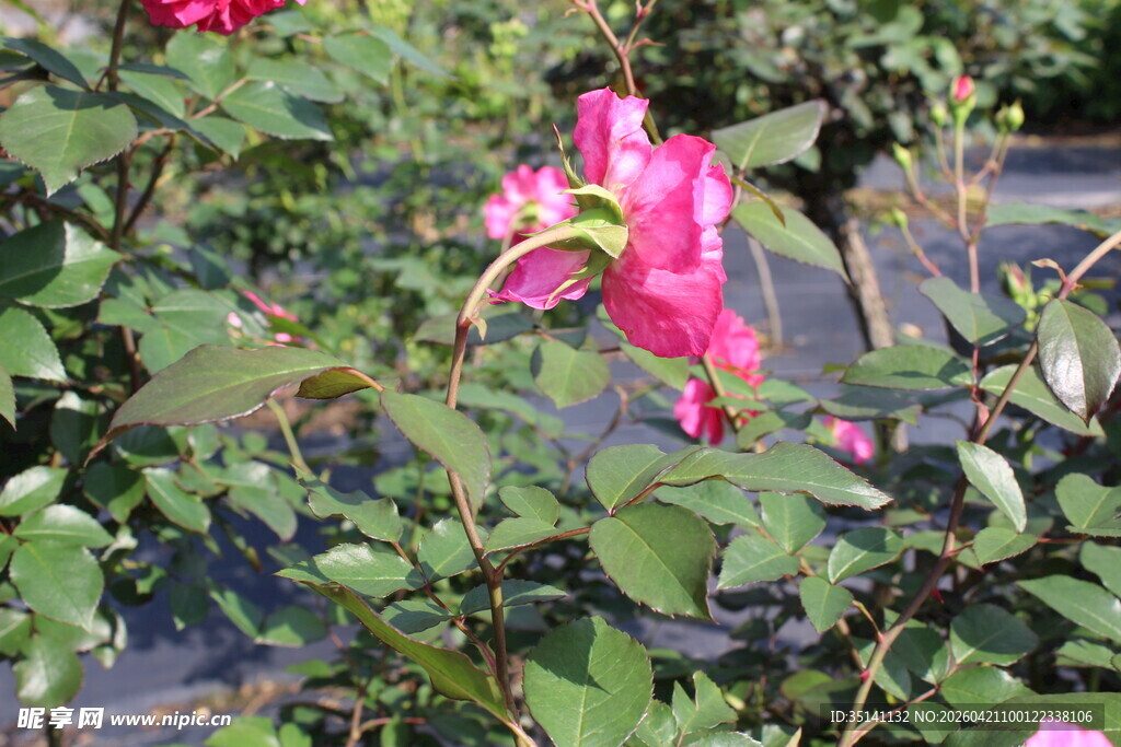 玫红色月季花